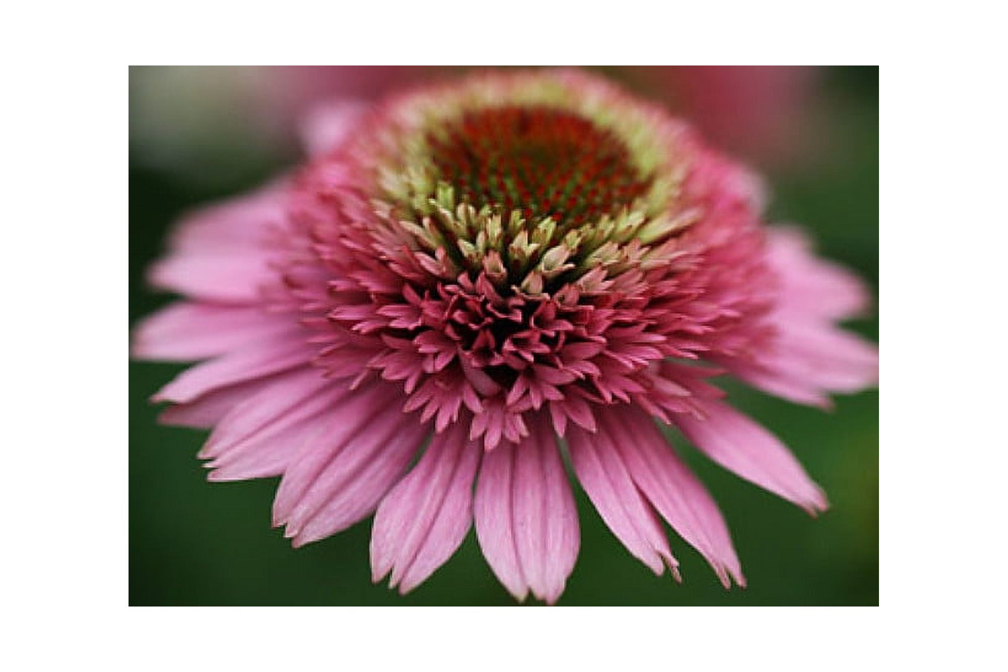 Butterfly Kisses Double Coneflower Echinacea 4" Pot