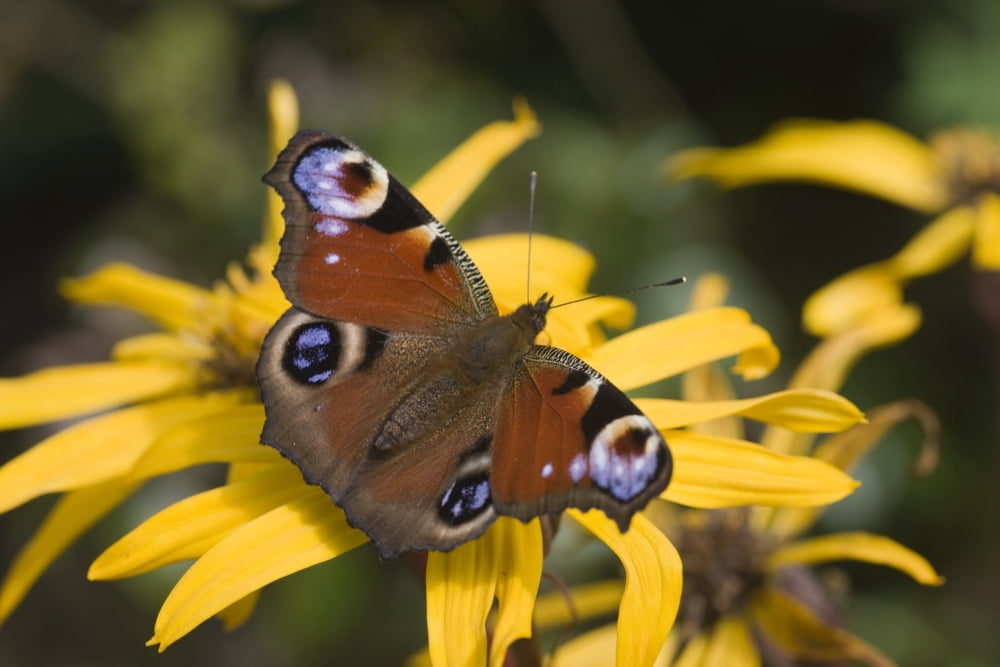 Butterfly (Lepidoptera) Canvas Art - John Short Design Pics (36 x 24)