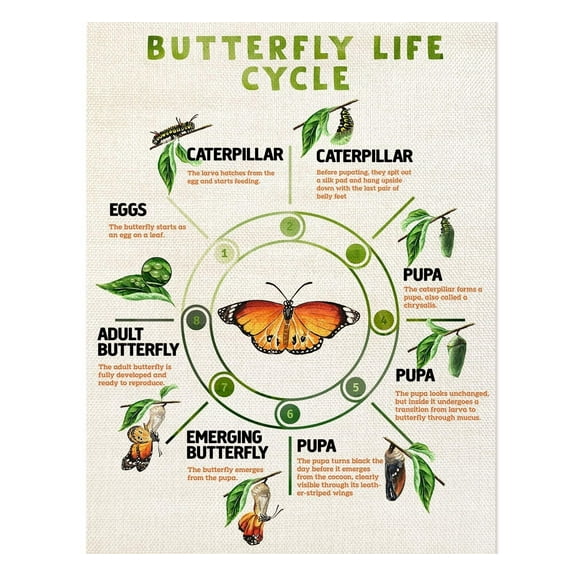 Butterfly Life Cycle Poster  Educational Nature Chart for Toddler Playroom Kids Classroom Homeschool poster