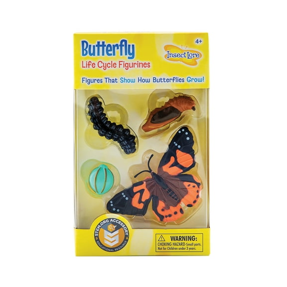 Butterfly Life Cycle Stages