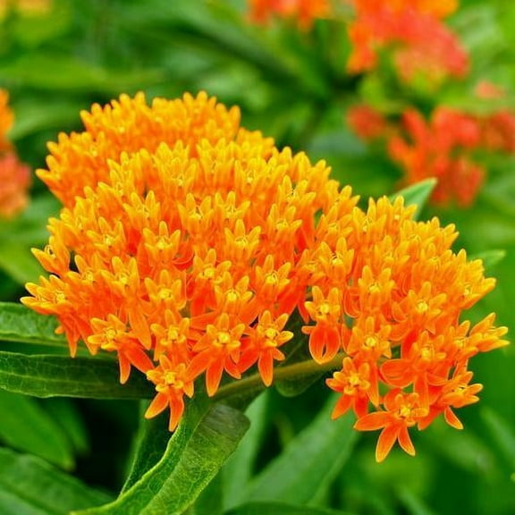 Butterfly Milkweed ORANGE 50 Seeds - Mother Nature's Seeds - Wildflower Seeds - Flower Seeds for Planting - Non-GMO