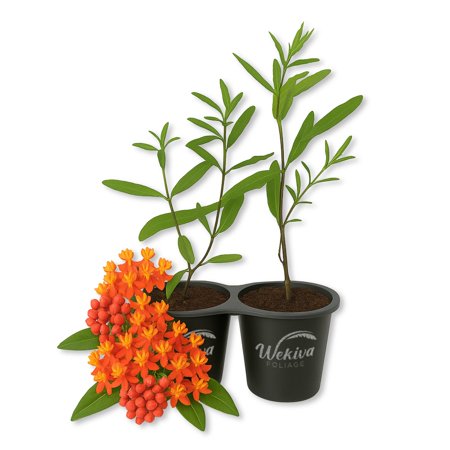 Butterfly Milkweed Plant - 2 Live Starter Plants - Asclepias Tuberosa - Perennial Florida-Native Wildflower Evergreen