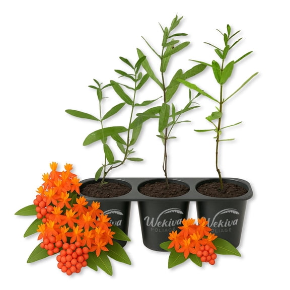 Butterfly Milkweed Plant - 3 Live Starter Plants - Asclepias Tuberosa - Perennial Florida-Native Wildflower Evergreen