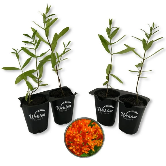 Butterfly Milkweed Plant - 4 Live Starter Plants - Asclepias Tuberosa - Perennial Florida-Native Wildflower Evergreen