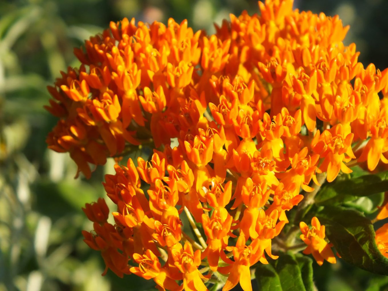 Butterfly Milkweed Plant 4 Live Starter Plants Asclepias Tuberosa