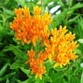 thumbnail image 1 of Butterfly Milkweed, 1 of 5