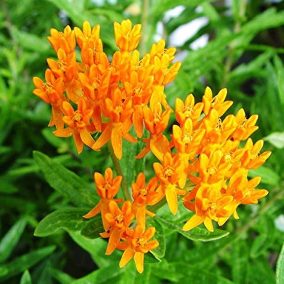 Butterfly Milkweed