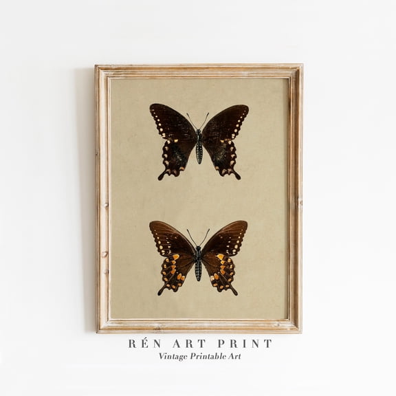 Butterfly Moth Chart Poster Antique Insect Drawing Poster, Unframed Size 12x18