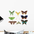 thumbnail image 1 of Butterfly Moth Collection Wall Decal by Wallmonkeys Peel and Stick Graphic (18 in W x 13 in H) WM265798, 1 of 4