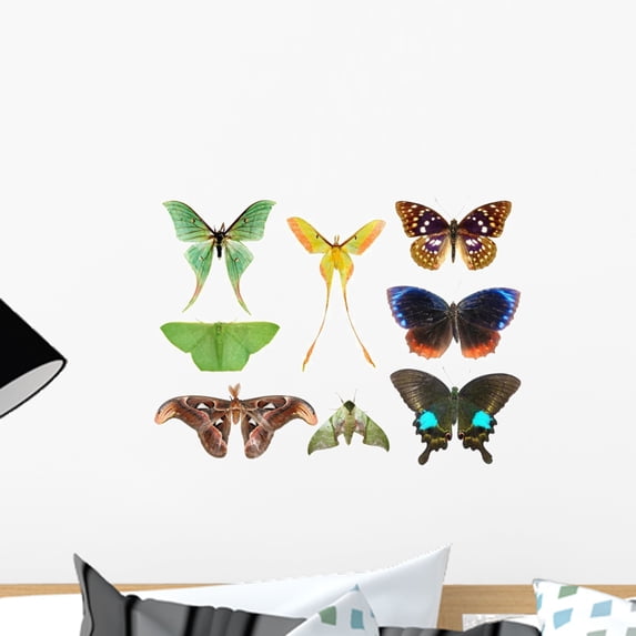 Butterfly Moth Collection Wall Decal by Wallmonkeys Peel and Stick Graphic (18 in W x 13 in H) WM265798