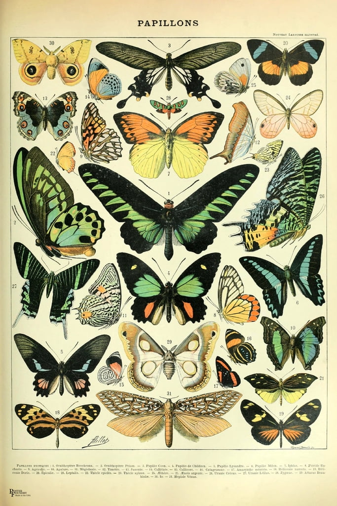 Vintage Botanical Butterfly Chart 12x18 Wall Art Poster