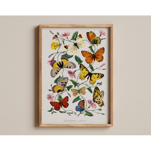 Butterfly & Moth Print, Paul Gervais, Colorful Insect Print, Classic Scientific Artwork, Natural History Decor, Delicate Botanical Insects Wall Art, Modern Wall Decor, 16x24 UNFRAMED