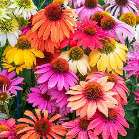 Butterfly Multi-Color Flowering Coneflower Echinacea Mixture Dormant Bare Root Perennial Starter Plant Roots, 5 Plants per Offer