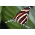 thumbnail image 1 of Butterfly, Niagara Botanical Gardens, Niagara Falls, Ontario Poster Print (17 x 11), 1 of 4