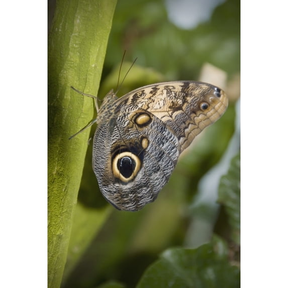 Butterfly On A Green Branch; Niagara Falls, Ontario, Canada Poster Print (12 x 18)