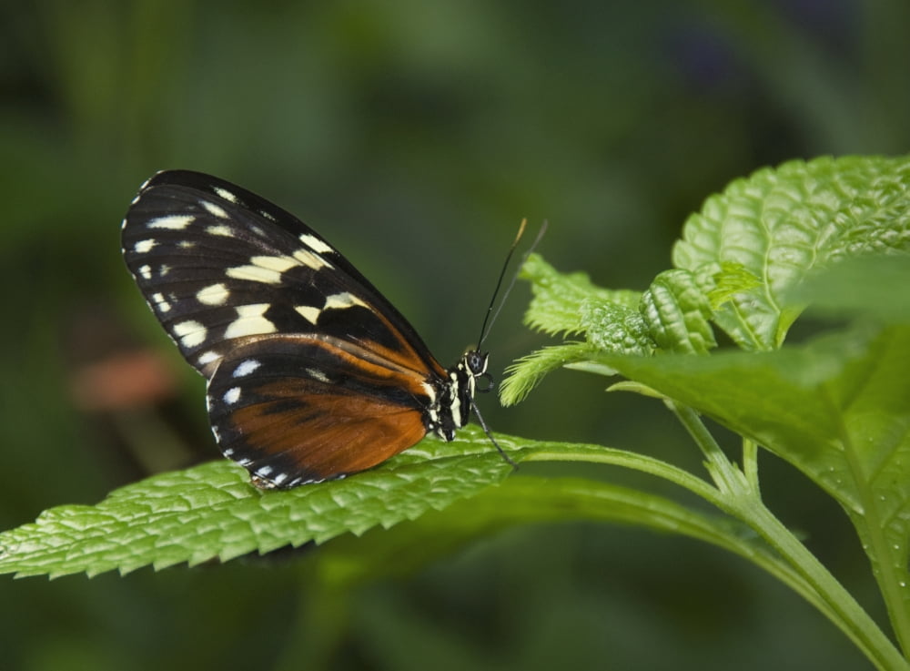 Butterfly On A Green Leaf Niagara Falls Ontario Canada Canvas Art - Philippe Widling  Design Pics (18 x 13)
