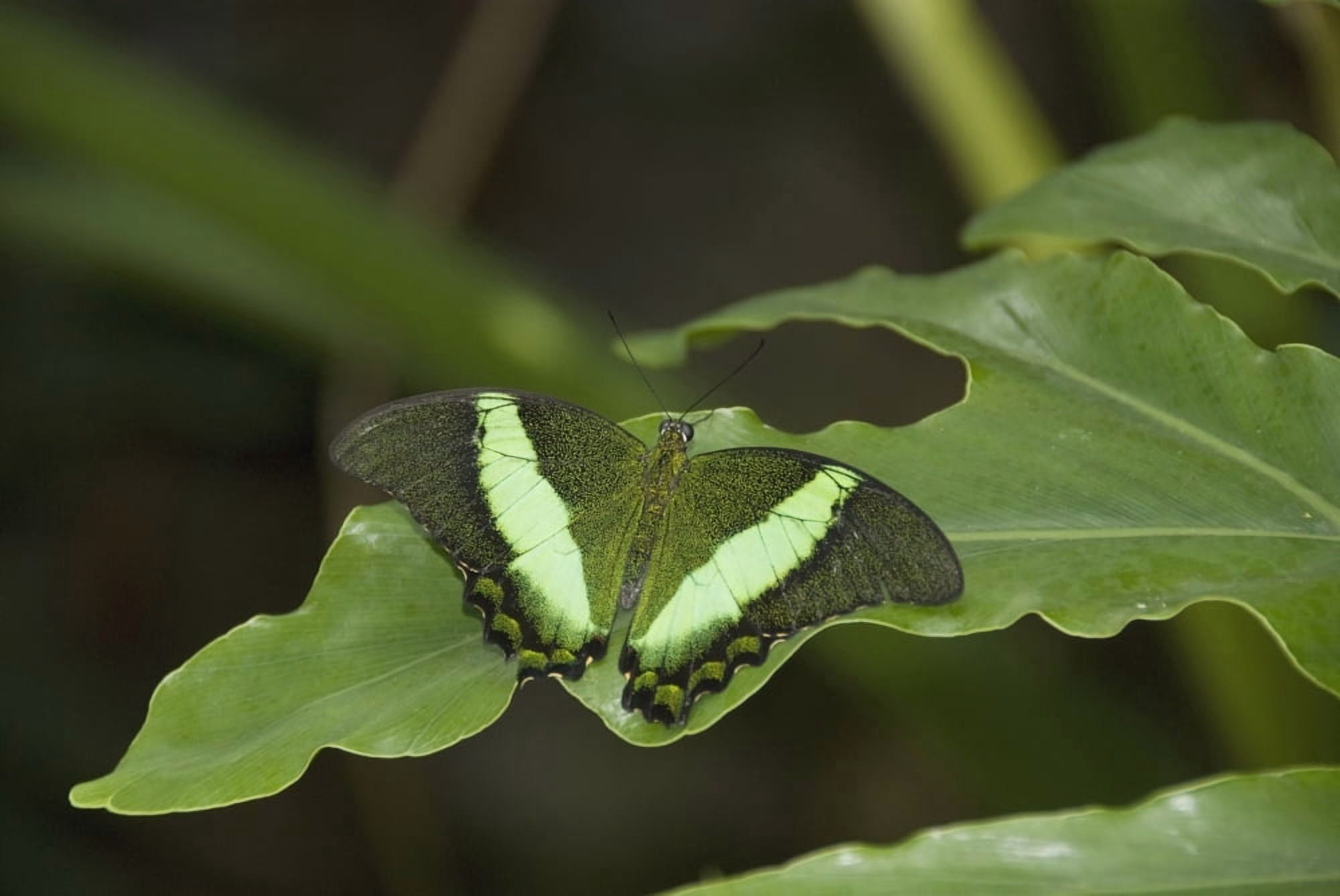 Butterfly On A Green Leaf Niagara Falls Ontario Canada Canvas Art - Philippe Widling Design Pics (36 x 24)