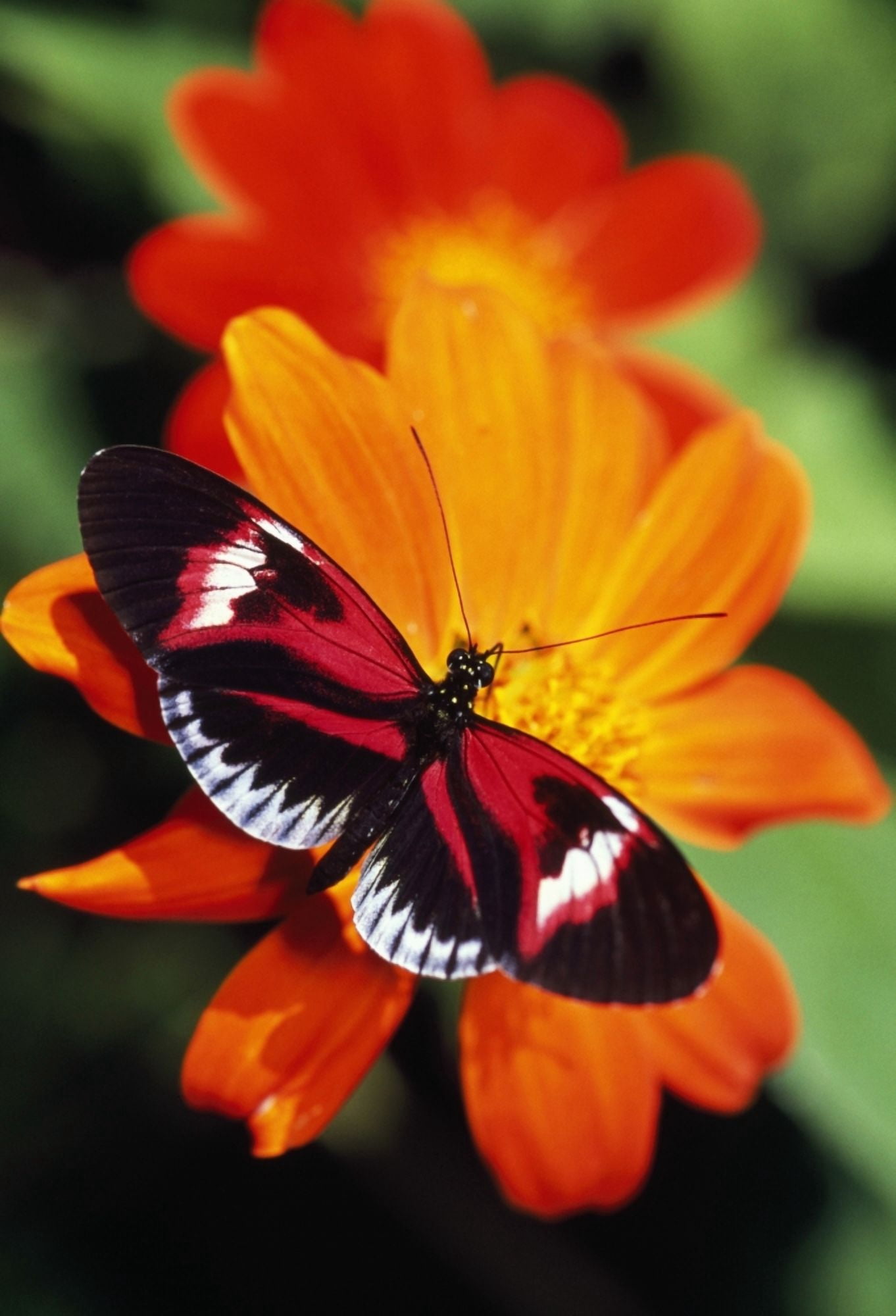 Butterfly On Flower Canvas Art - Natural Selection Ralph Curtin Design Pics (24 x 36)