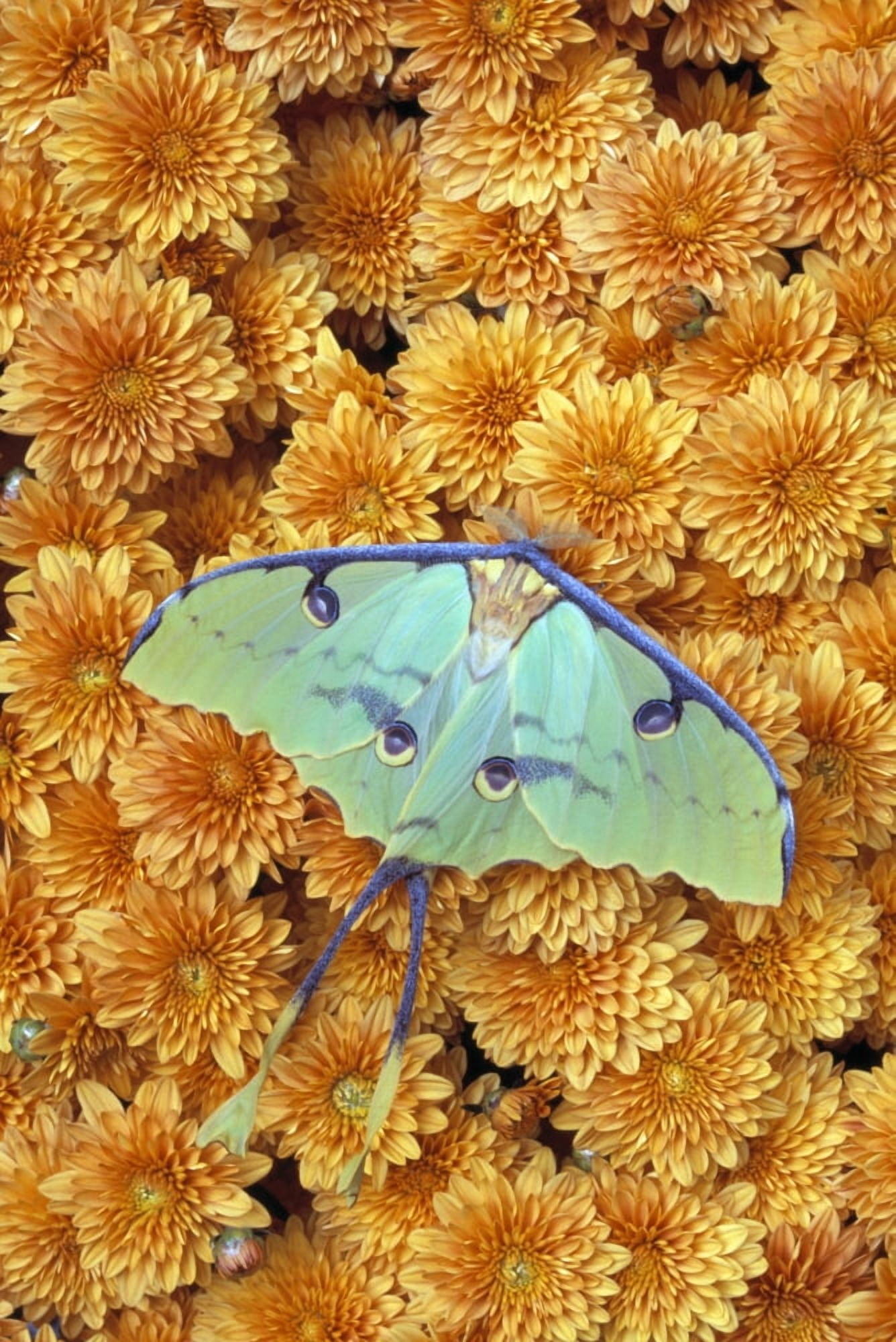 Butterfly On Flowers Canvas Art - Natural Selection Jeff Lepore Design Pics (24 x 36)