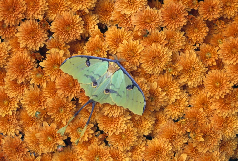 Butterfly On Flowers Canvas Art - Natural Selection Jeff Lepore Design Pics (36 x 24)