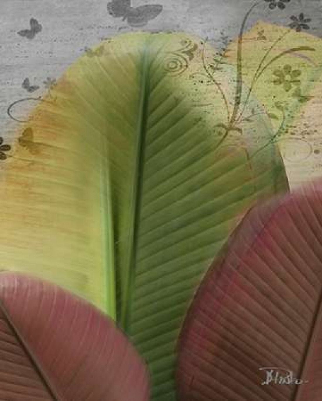 Butterfly Palm I Canvas Art - Patricia Pinto (24 x 30)