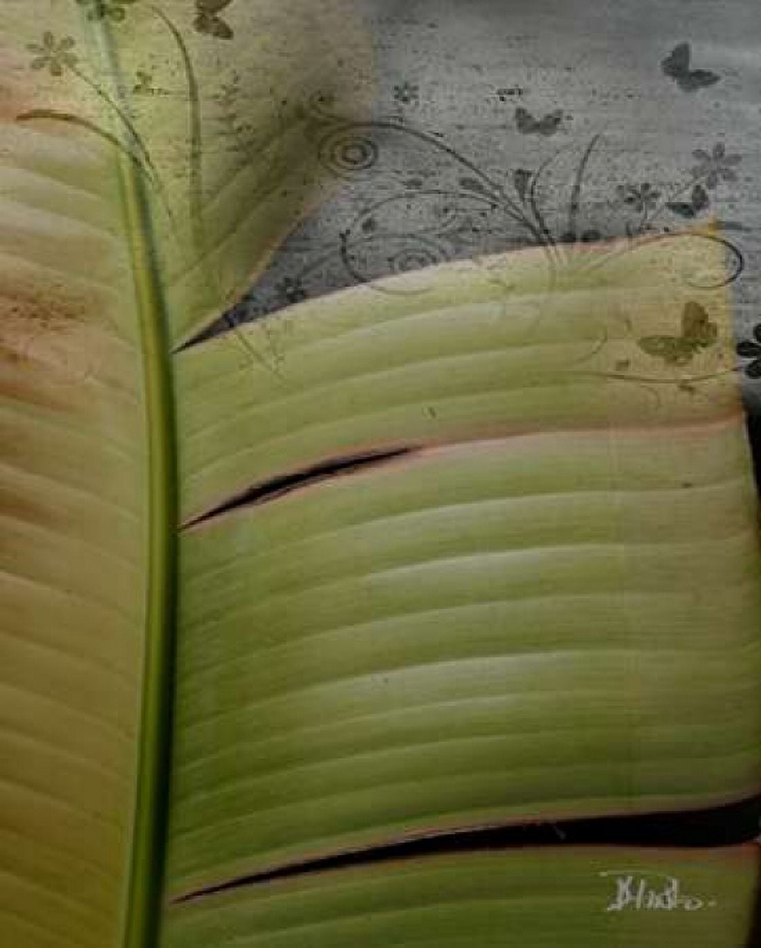 Butterfly Palm II Canvas Art - Patricia Pinto (24 x 30)