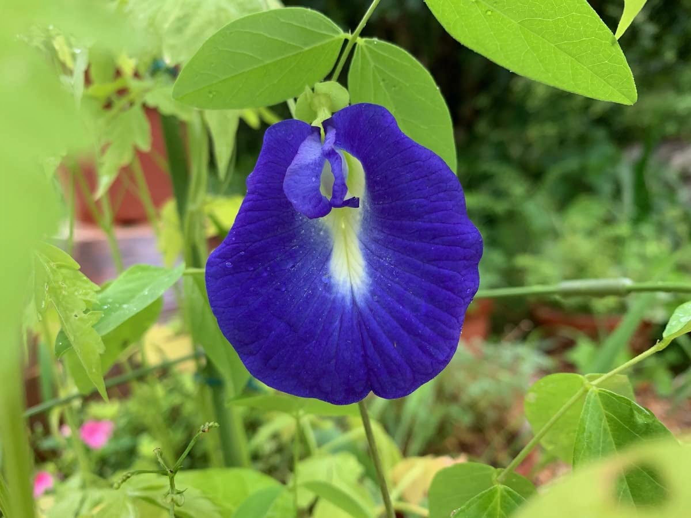 Butterfly Pea Seeds for Planting Outdoors 40 Seeds Clitoria