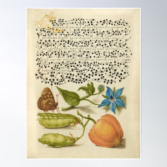 Butterfly, Peas And Borage, Antique Print Poster Wall Art, Modern Wall Decor, 24x36 UNFRAMED