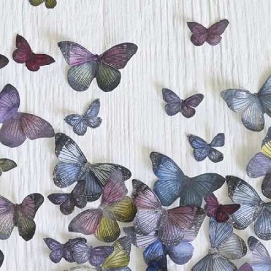 Butterfly Random Canvas Art - Howard Shooter (24 x 24)