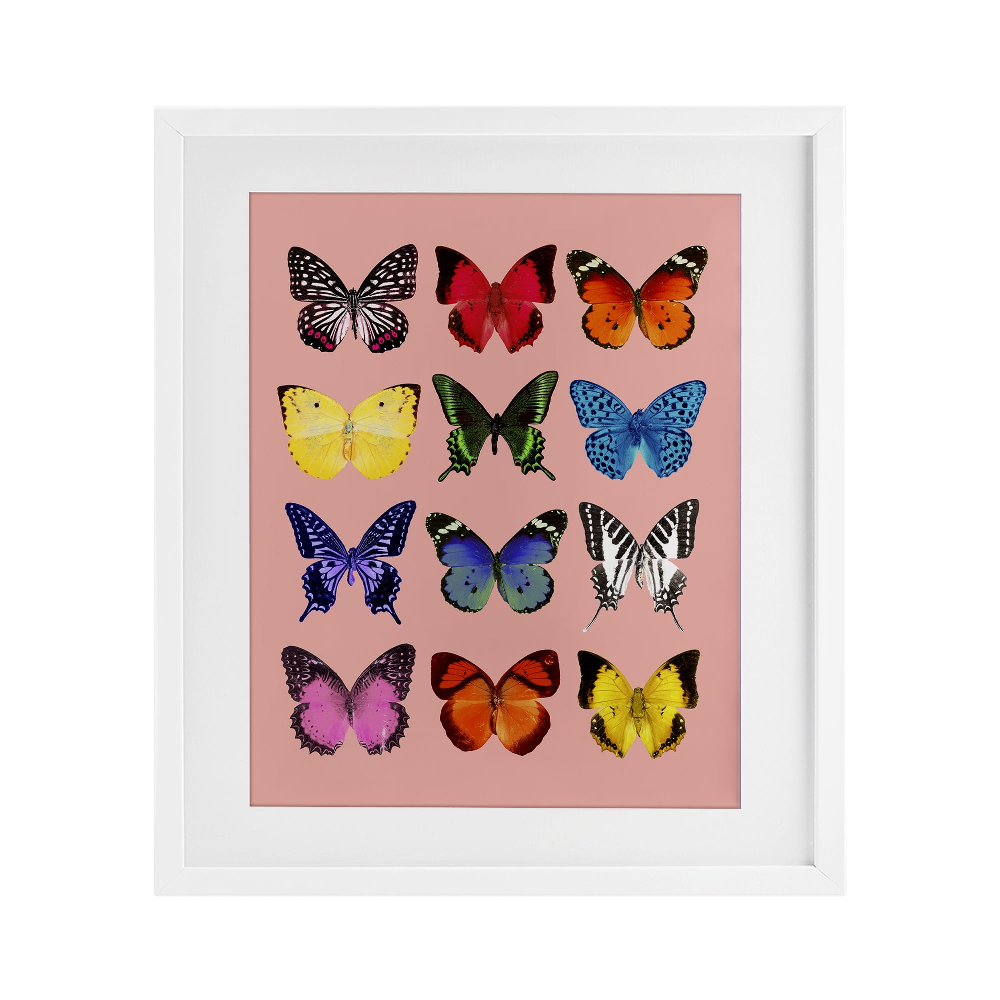 Butterfly Species on Pink White Framed Print Under Glass, design by LISH Creative