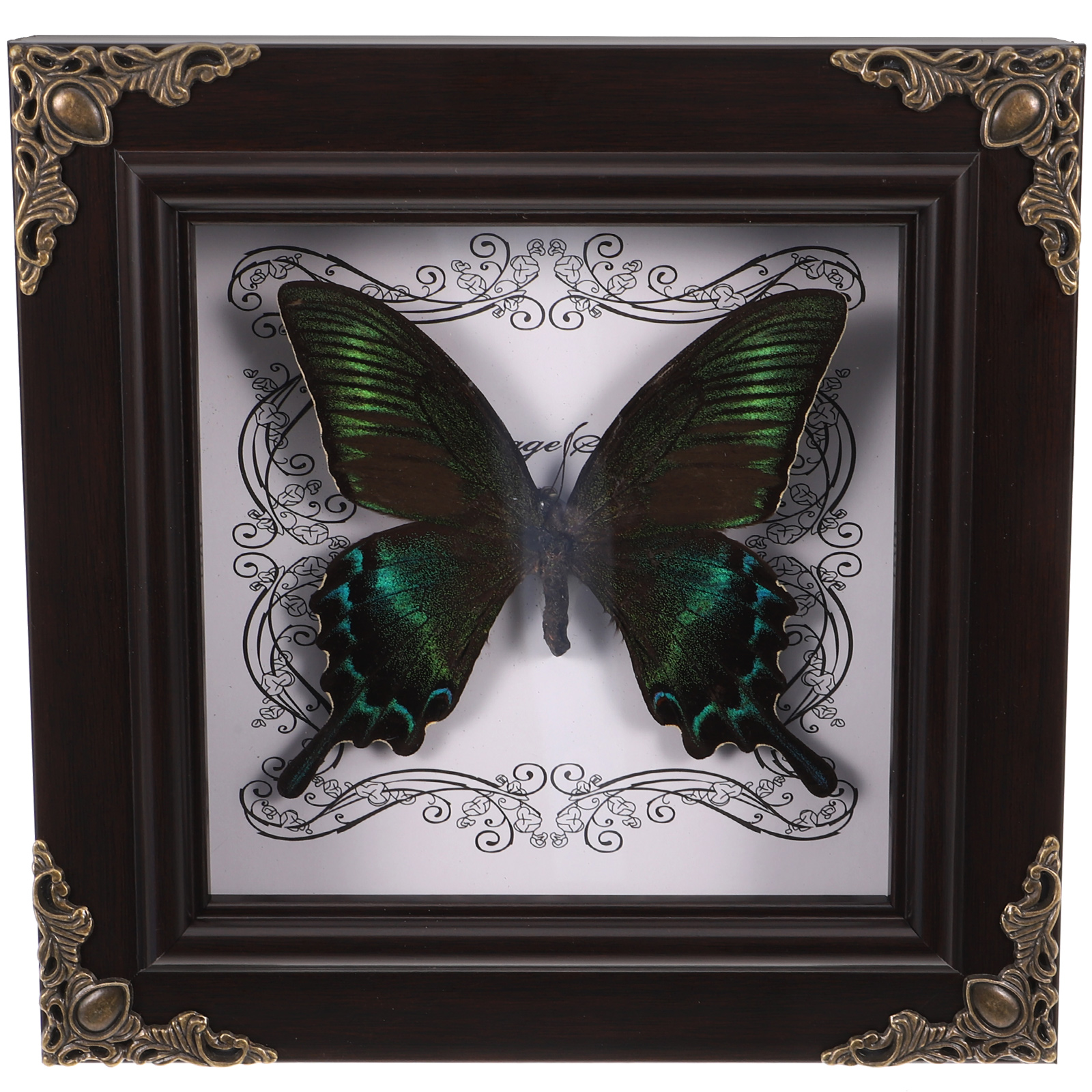 Butterfly Specimen Photo Frame Display Shelf Handmade Office Wall