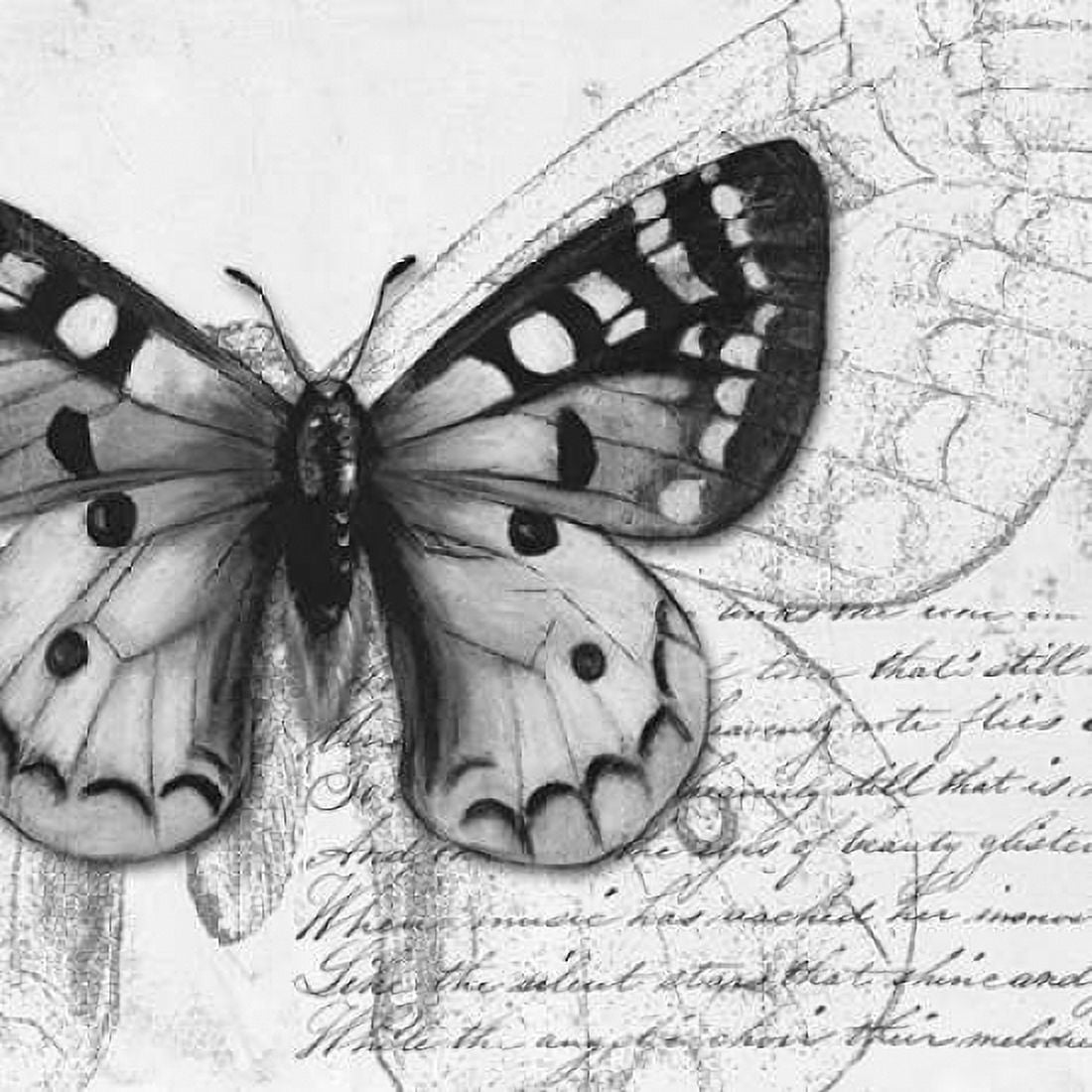 Butterfly Studies I Canvas Art - Patricia Pinto (24 x 24)
