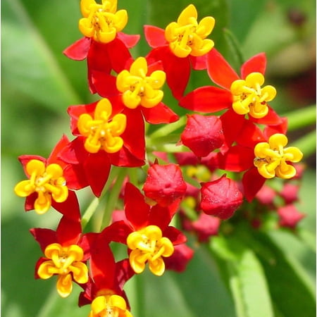 Butterfly TROPICAL MILKWEED 100 Seeds - Mother Nature's Seeds - Wildflower Seeds - Flower Seeds for Planting - Non-GMO