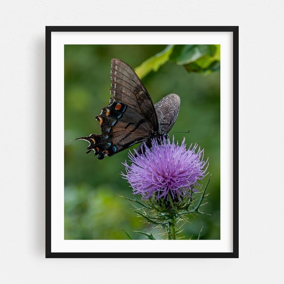 Butterfly and Thistle in the Virginia Mountains - Virginia Photography Butterfly Nature Insect Floral Wildlife Scenic Botanical Black Framed Wall Art Print 6 x 8 inches