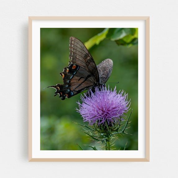Butterfly and Thistle in the Virginia Mountains - Virginia Photography Butterfly Nature Insect Floral Wildlife Scenic Botanical Oak Framed Wall Art Print 6 x 8 inches