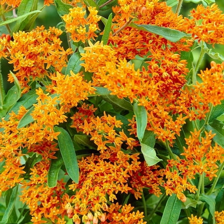 Butterfly Weed Flower Root - Attracts Butterflies and Hummingbirds - Deer Resistant - Good as Cut Flowers - Naturalizing - Perennializing - Easy to Grow Live Plants - Outdoor Garden