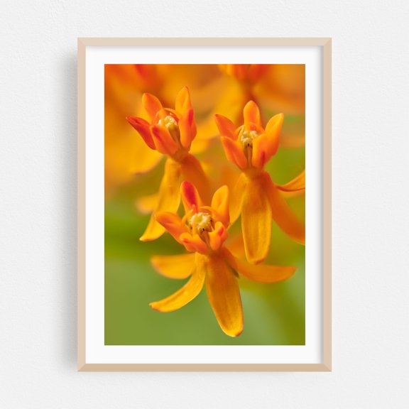 Butterfly Weed - Photography Flowers Floral Botanical Nature Garden Summer Insect Oak Framed Wall Art Print 5 x 7 inches