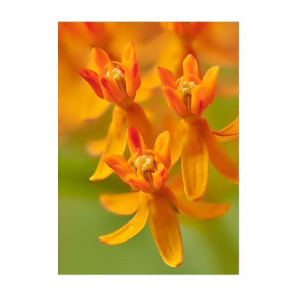 Butterfly Weed - Photography Flowers Floral Botanical Nature Garden Summer Insect Unframed Wall Art Print 6 x 8 inches