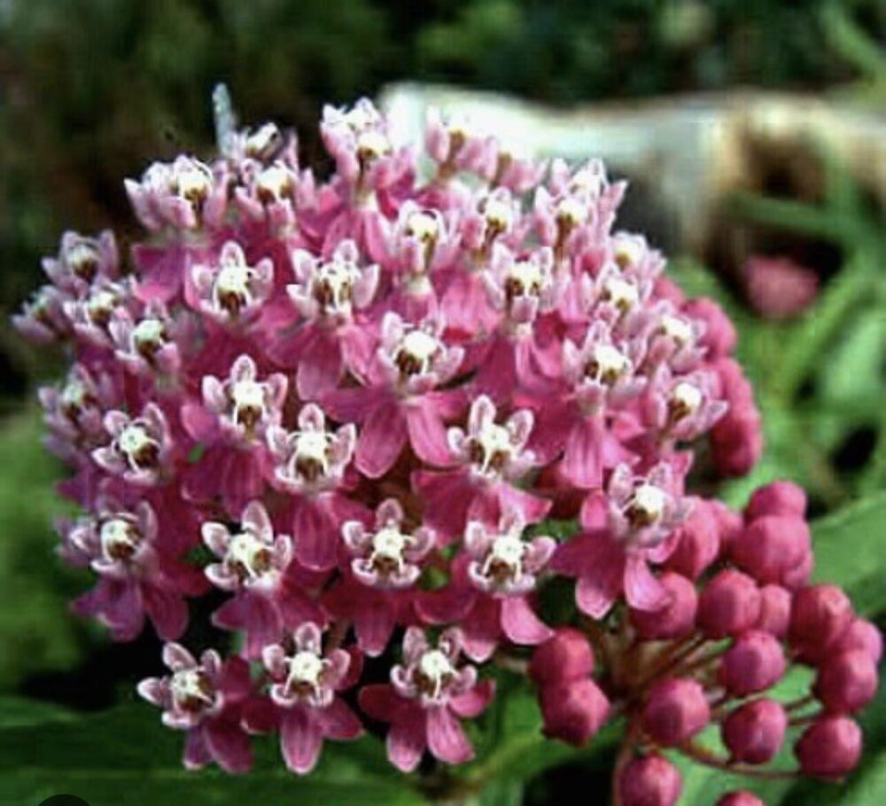 Butterfly Weed ‘Pink’ - Perennial Flower - 1 Root - Walmart.com