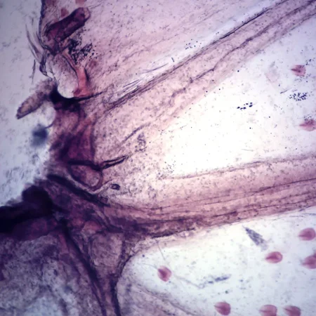 Butterfly Wing, W.M., Microscope Slide