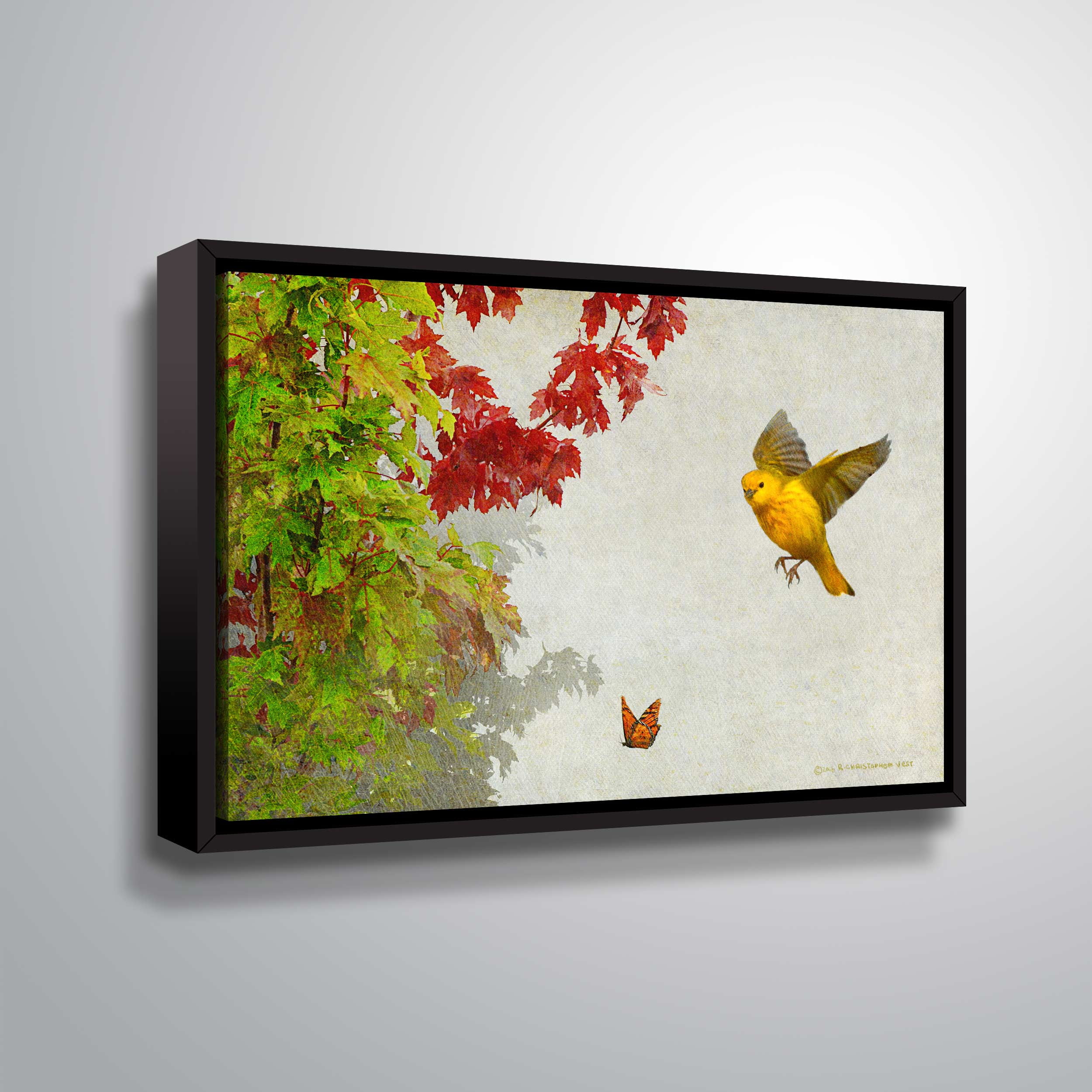 Butterfly and Warbler