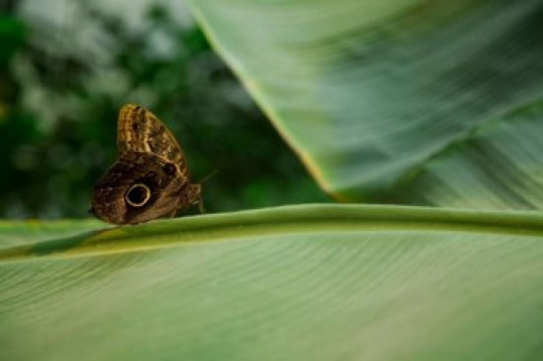 Butterfly on a Leaf Canvas Art - Inti St Clair DanitaDelimont (26 x 18)