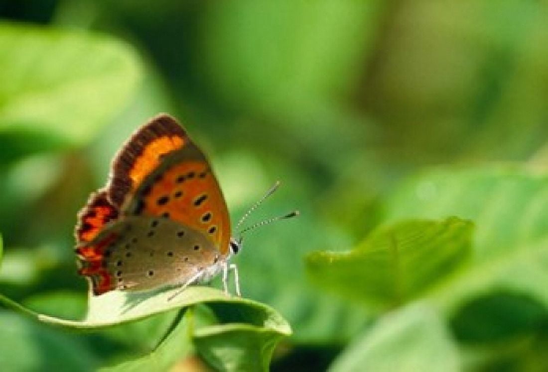 Butterfly on a Leaf Canvas Art - Panoramic Images (18 x 12)