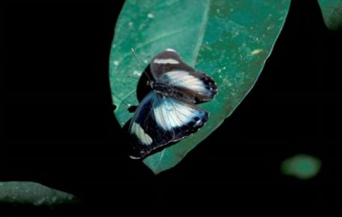 Butterfly on leaf Gombe National Park Tanzania Canvas Art - Kristin Mosher DanitaDelimont (18 x 11)