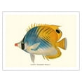 thumbnail image 1 of Butterflyfish (Lau Hau) - Fishes of Hawaii - Waikiki Aquarium Hawaii - Vintage Hawaiian Color Postcard by Frederick William Frohawk c.1905 - Fine Art Matte Paper Print (Unframed) 20x26in, 1 of 4