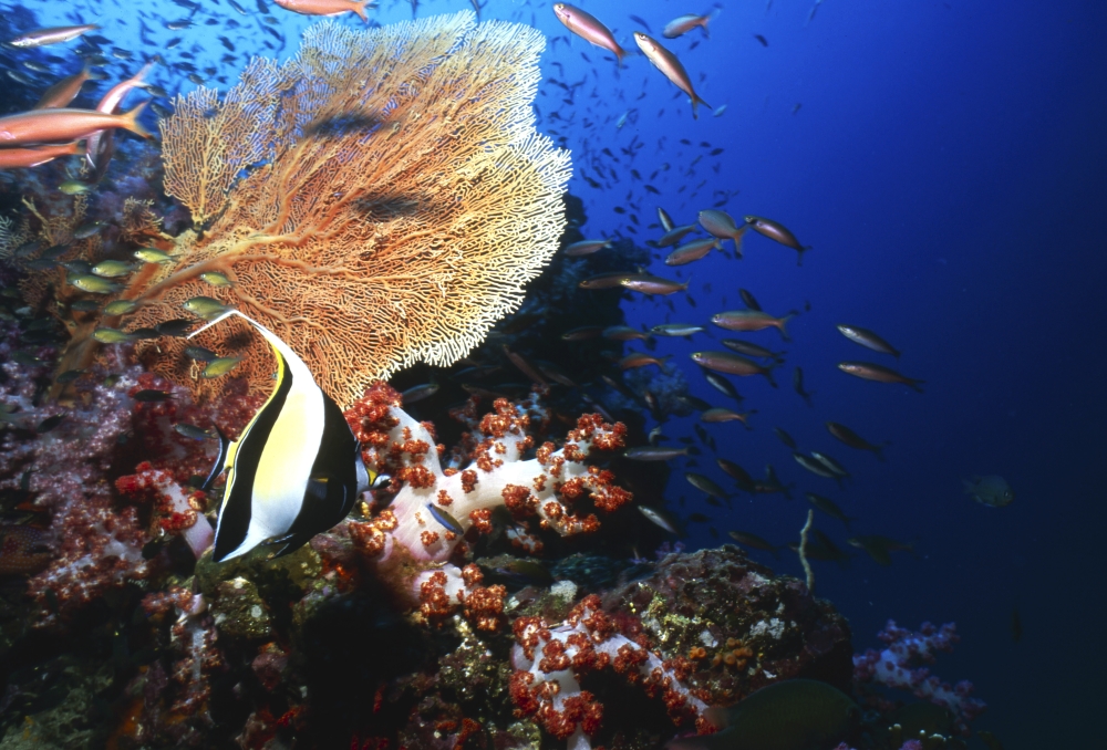 Butterflyfish Thailand Canvas Art - Beverly FactorStocktrek Images (17 x 12)