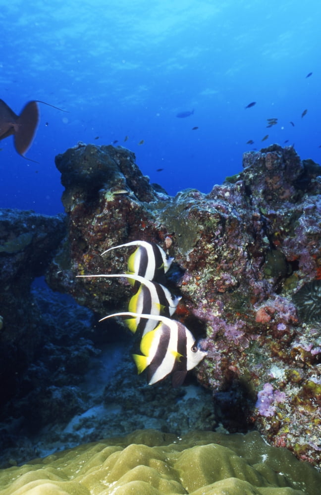 Butterflyfish Thailand Canvas Art - Beverly FactorStocktrek Images (23 x 35)