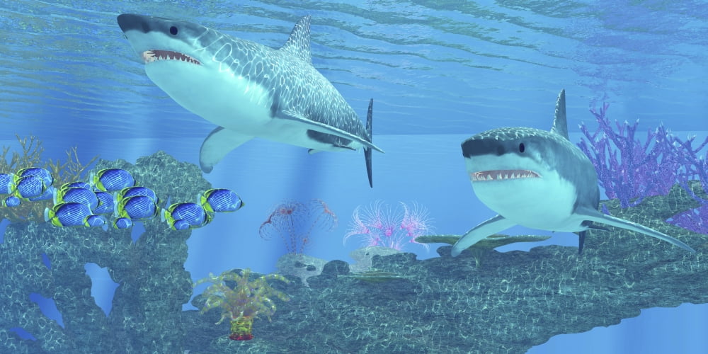 Butterflyfish swimming away from two Great White Sharks Canvas Art - Corey FordStocktrek Images (40 x 20)