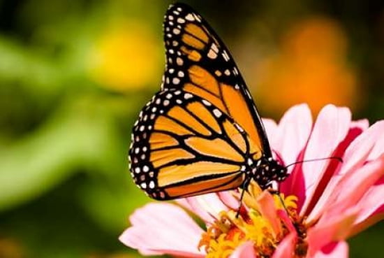 Butterlfy I Canvas Art - Beth Wold (24 x 36)