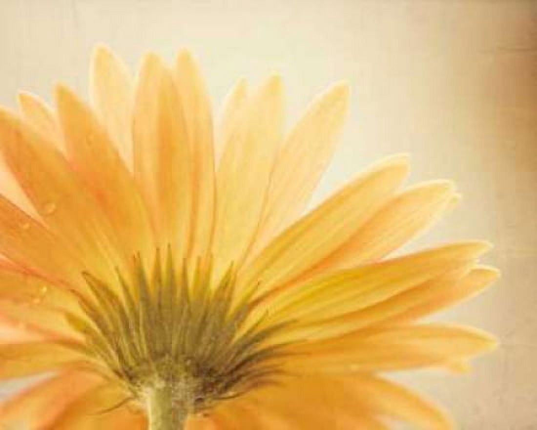 Butterscotch Canvas Art - Carolyn Cochrane (20 x 24)